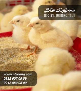 فروش جوجه گوشتی بندر ترکمن